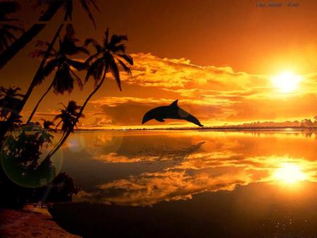LE PLUS BEAU DES DAUPHINS